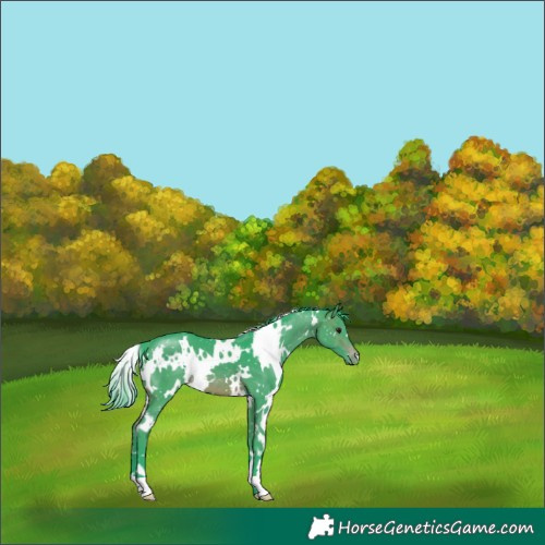 Horse Color:Watercolor White Spotted Brown Appaloosa 
