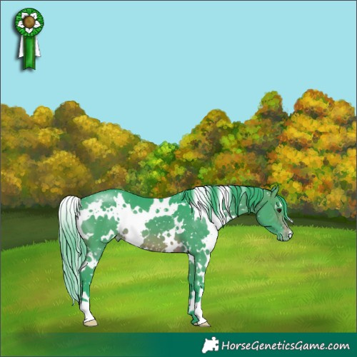 Horse Color:Watercolor White Spotted Brown Appaloosa 