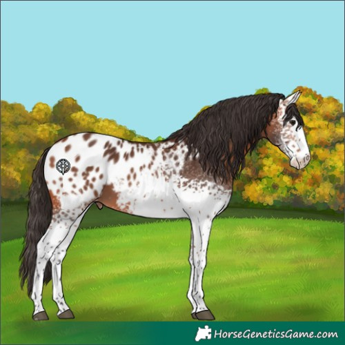 Horse Color:White Spotted Bay Appaloosa 