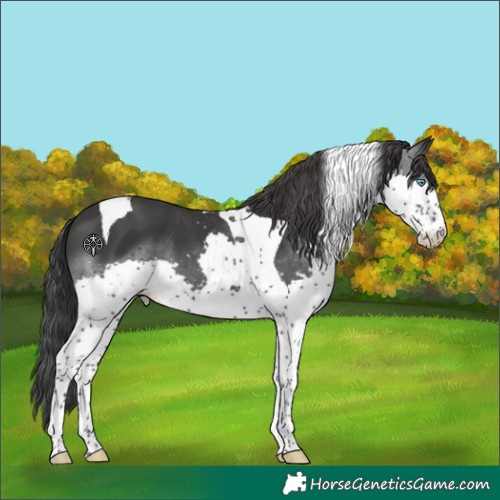 Horse Color:Black Splash Tobiano