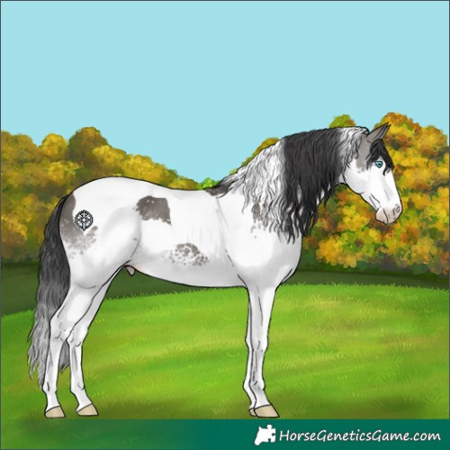 Horse Color:White Spotted Grullo Splash Tobiano 