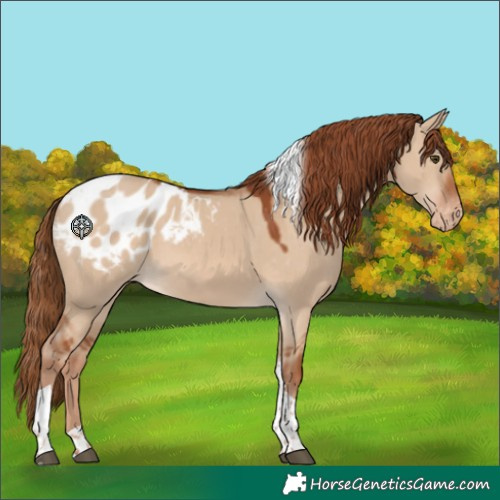 Horse Color:Red Dun Tobiano Blanket 