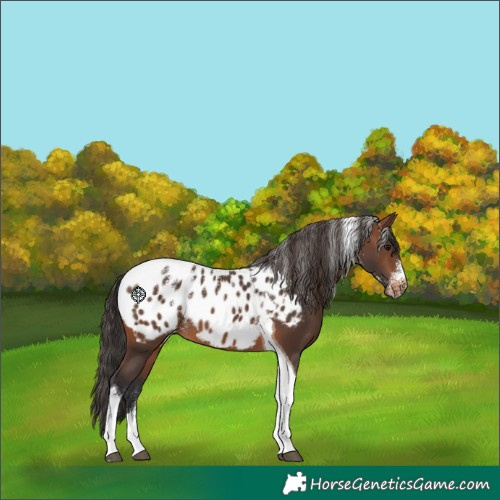Horse Color:Powder White Brown Tobiano Appaloosa 