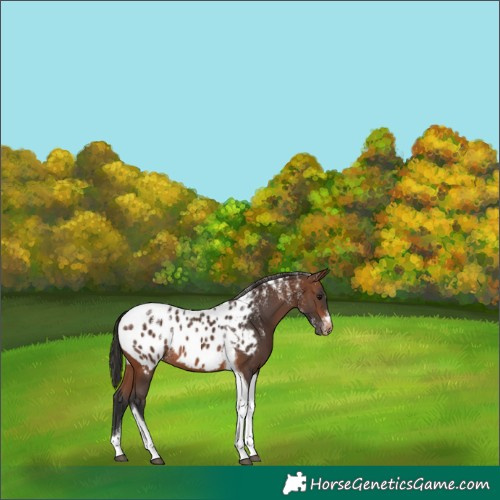 Horse Color:Powder White Brown Tobiano Appaloosa