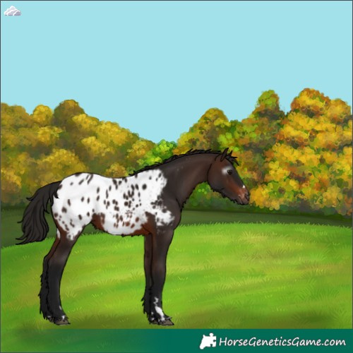 Horse Color:Gray Bay Appaloosa 