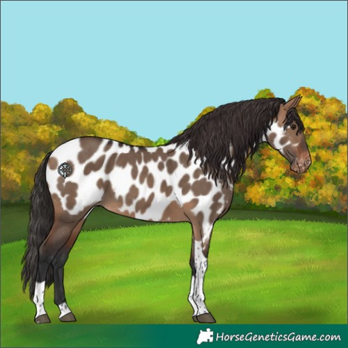 Horse Color:Bay Dun Tobiano Appaloosa 
