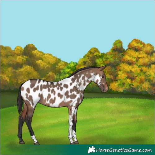 Horse Color:Bay Dun Tobiano Appaloosa 