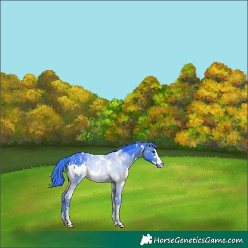 Horse Color:Watercolor White Spotted Brown Appaloosa 