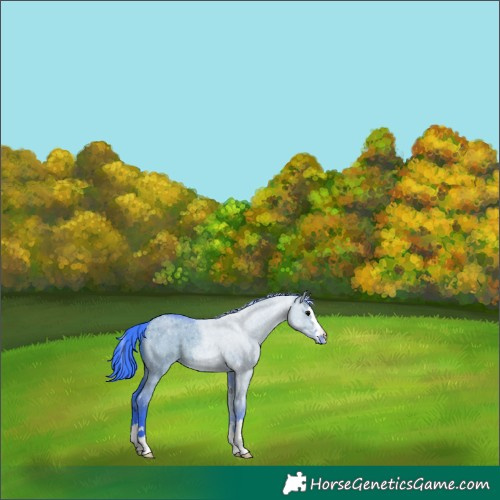 Horse Color:Watercolor Grullo Roan Appaloosa 