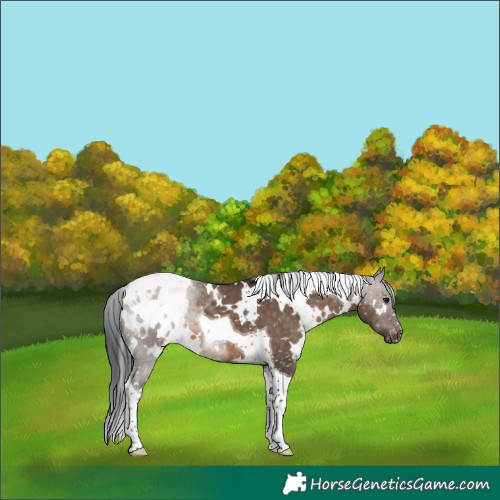 Horse Color:White Spotted Brown Dun Tobiano Appaloosa 