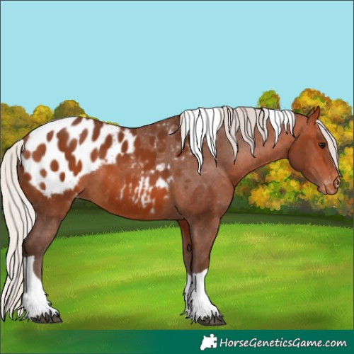 Horse Color:Silver Bay Tobiano Appaloosa