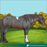 Horse Color:Brown Tobiano Appaloosa