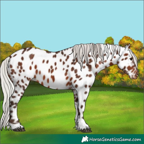 Horse Color:Silver Brown Tobiano Near Leopard