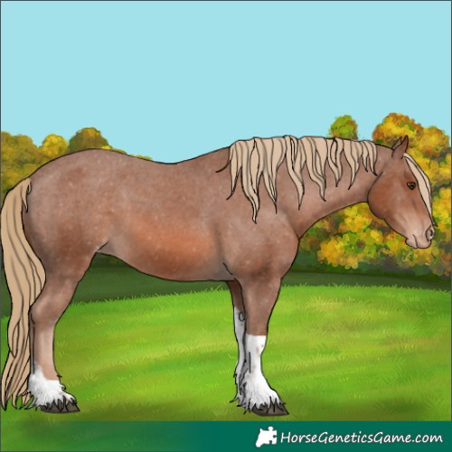 Horse Color:Chestnut Tobiano Appaloosa