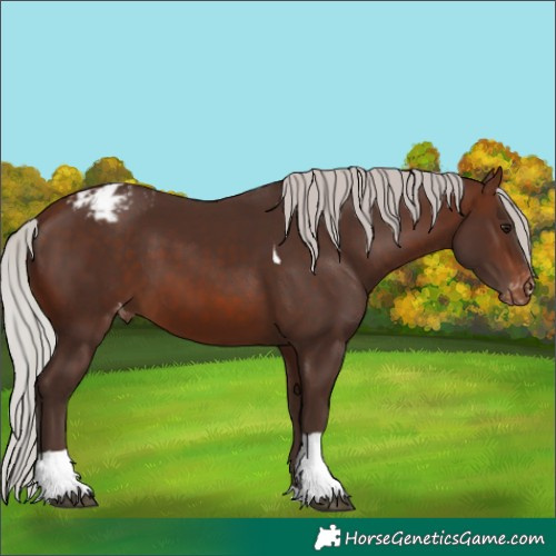 Horse Color:Silver Brown Tobiano Blanket