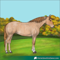 Horse Color:Red Roan Tobiano
