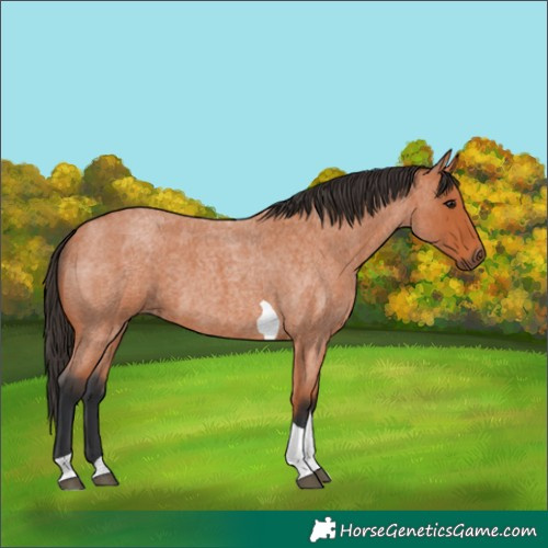 Horse Color:Bay Roan Tobiano