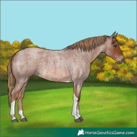 Horse Color:Red Roan Tobiano