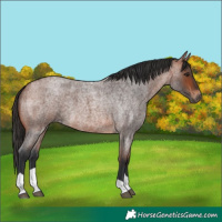 Horse Color:Bay Roan Tobiano