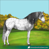 Horse Color:White Spotted Blue Roan Splash Frame Blanket