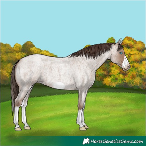 Horse Color:White Spotted Classic Champagne Roan Splash Frame Appaloosa