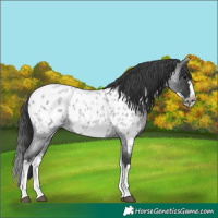 Horse Color:White Spotted Blue Roan Splash Frame Appaloosa 
