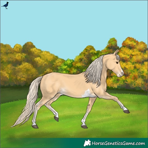 Horse Color:Palomino Splash Tobiano 