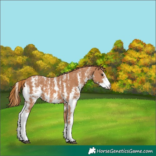 Horse Color:Chestnut Sabino