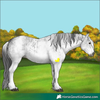 Horse Color:Gray White Spotted Black and Gray White Spotted Black