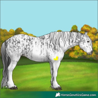 Horse Color:Gray White Spotted Black  and Gray White Spotted Black 