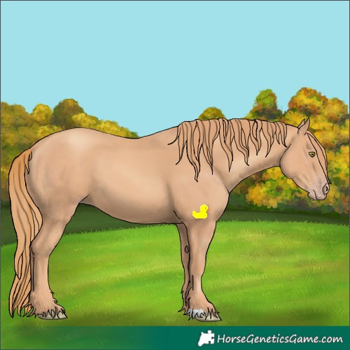 Horse Color:Gold Champagne 