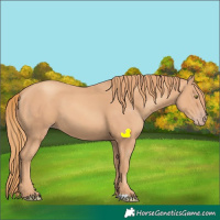 Horse Color:Gold Champagne 