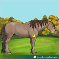 Horse Color:Classic Champagne