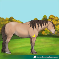 Horse Color:Amber Champagne 