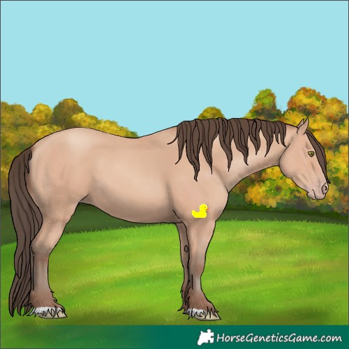 Horse Color:Amber Champagne 