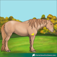 Horse Color:Gold Champagne