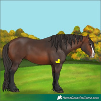 Horse Color:Brown Splash