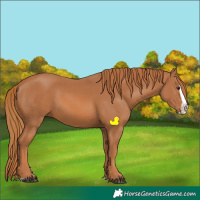 Horse Color:Chestnut Splash 