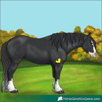 Horse Color:Black Splash