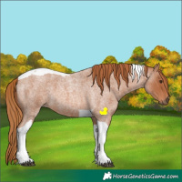 Horse Color:Red Roan Tobiano 