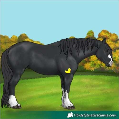 Horse Color:Black 