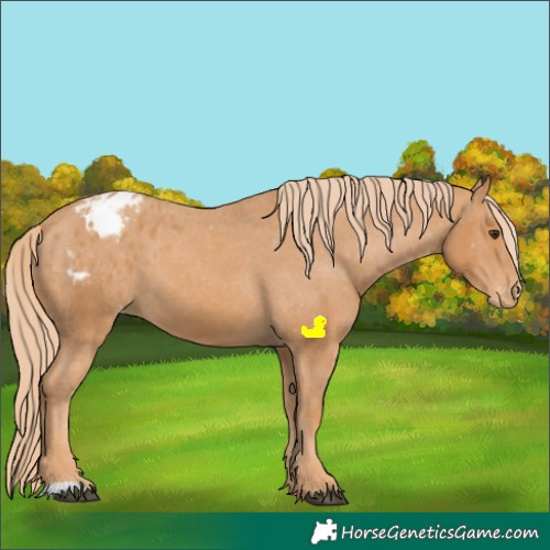 Horse Color:Chestnut Blanket 