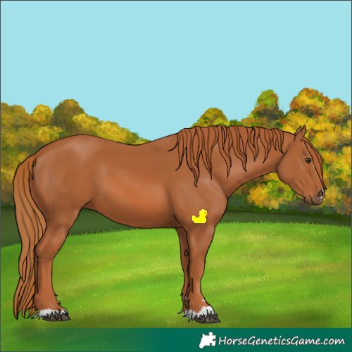 Horse Color:Chestnut 