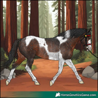 Horse Color:Brown Tobiano Rabicano
