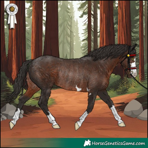 Horse Color:Liver Chestnut Rabicano 