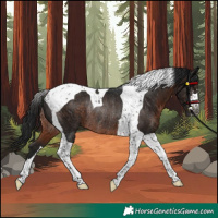 Horse Color:Gray Brown Tobiano Rabicano