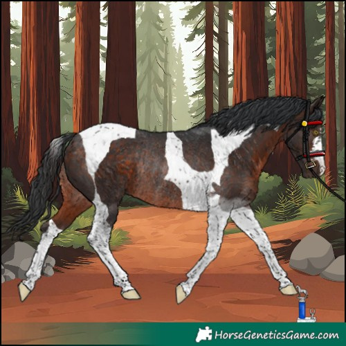 Horse Color:Brown Tobiano Rabicano