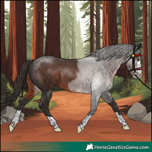 Horse Color:Unknown 
