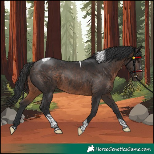 Horse Color:Brown Tobiano Rabicano