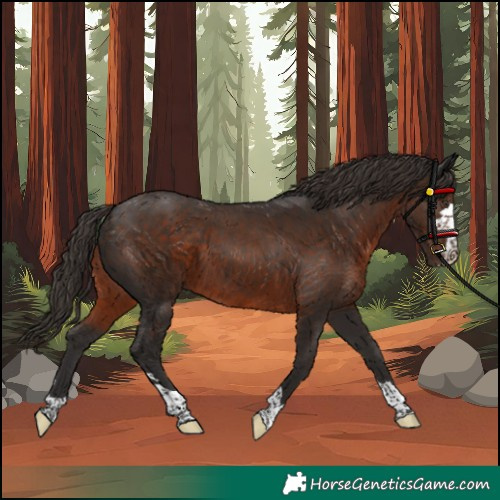 Horse Color:Unknown 